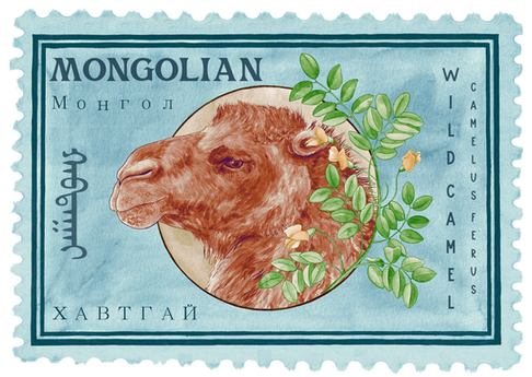 Wildlife Artivism Piece for an exhibition in Washington DC. Freelance Illustrator. Bristol illustrator. Mongolian Wild Camel. Watercolour Painting