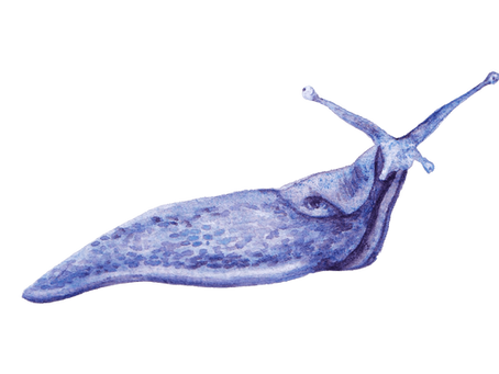 Feeling Sluggish. Poetic Science - Process and Practice