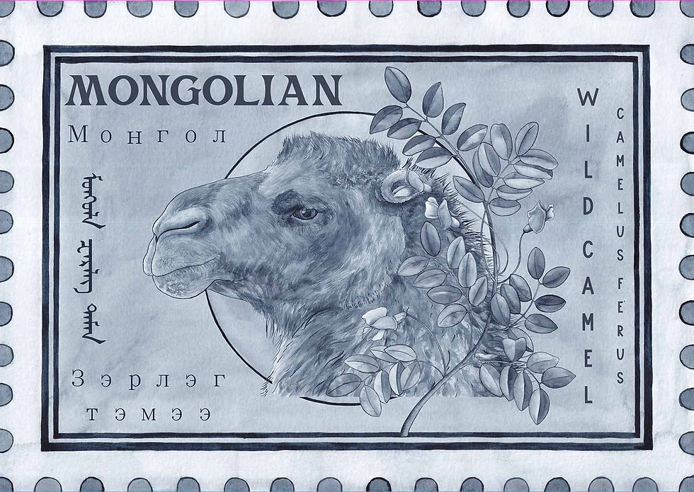 A set of vintage inspired Mongolian Wild Camel Stamps illustrated with watercolour paintings . Bristol illustrator. Wildlife Artivism. Freelance Commission. early design