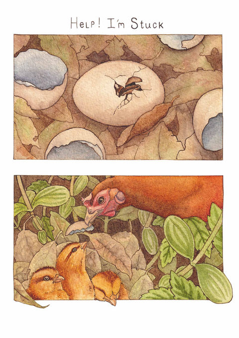 Red Jungle Fowl Chick. ornitholoy. illustration competition, watercolour painting. Freelance illustrator. picturebook art. visual narrative. comics. graphic novel. wildlife artivism. nature art. commission. bristol art