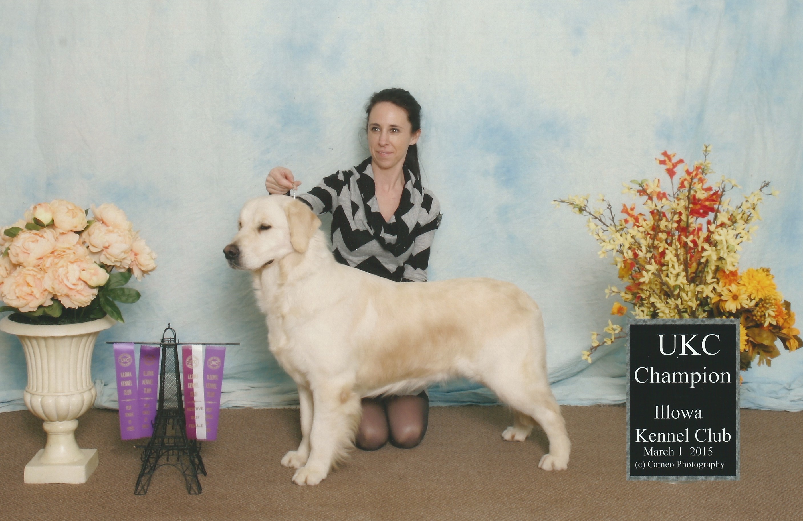 ukc golden retriever