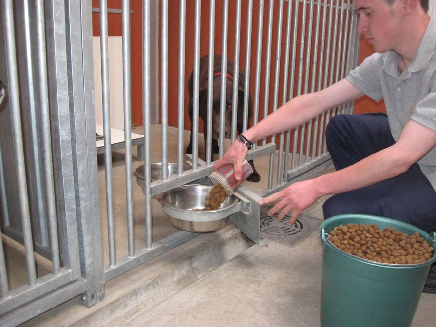 Hoe bereid je je hond voor op een eerste verblijf in een dierenhotel?