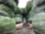 Order Taxus baccata bushes