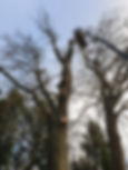 Parcs et Jardins DSD