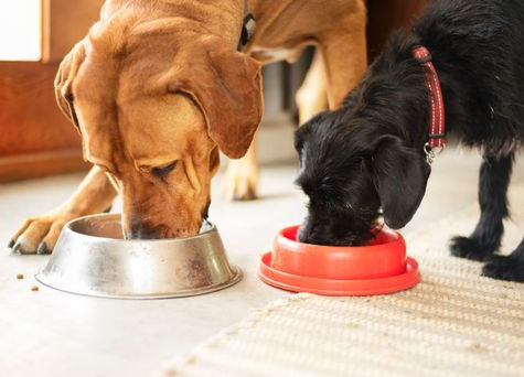 Pension Pelgrims chiens chats