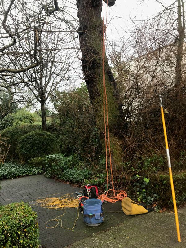 snoeien bomen
