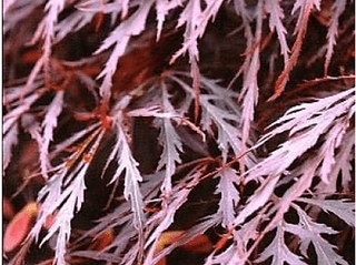 ACER PALMATUM 'GARNET'