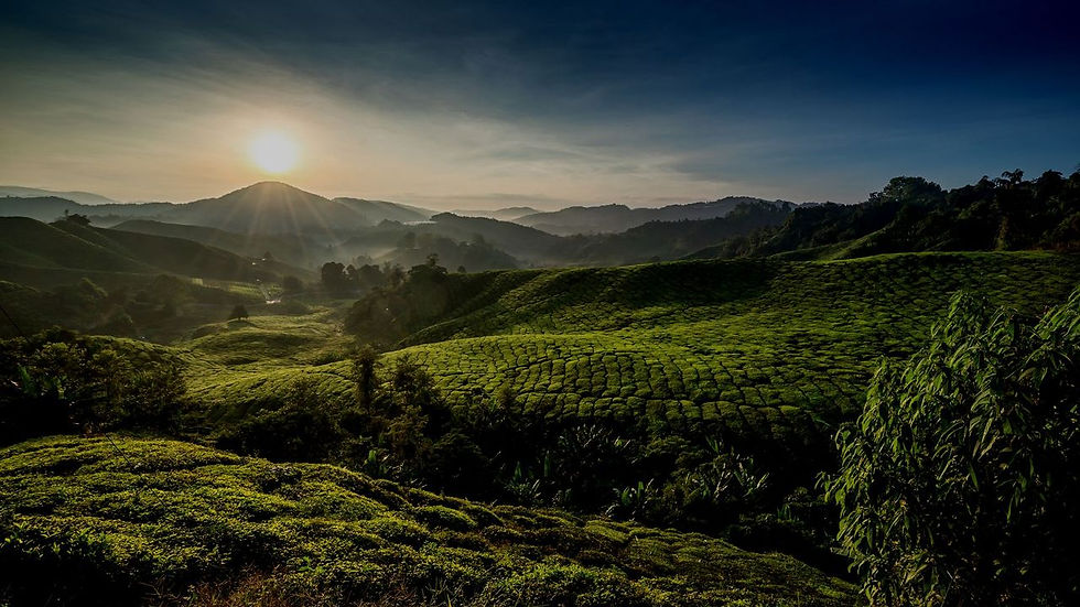 Nowar - Oosterse natuur