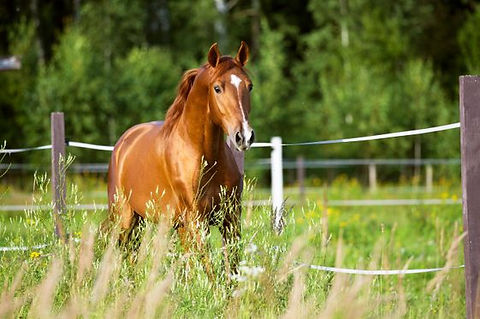 nutrition pour chevaux