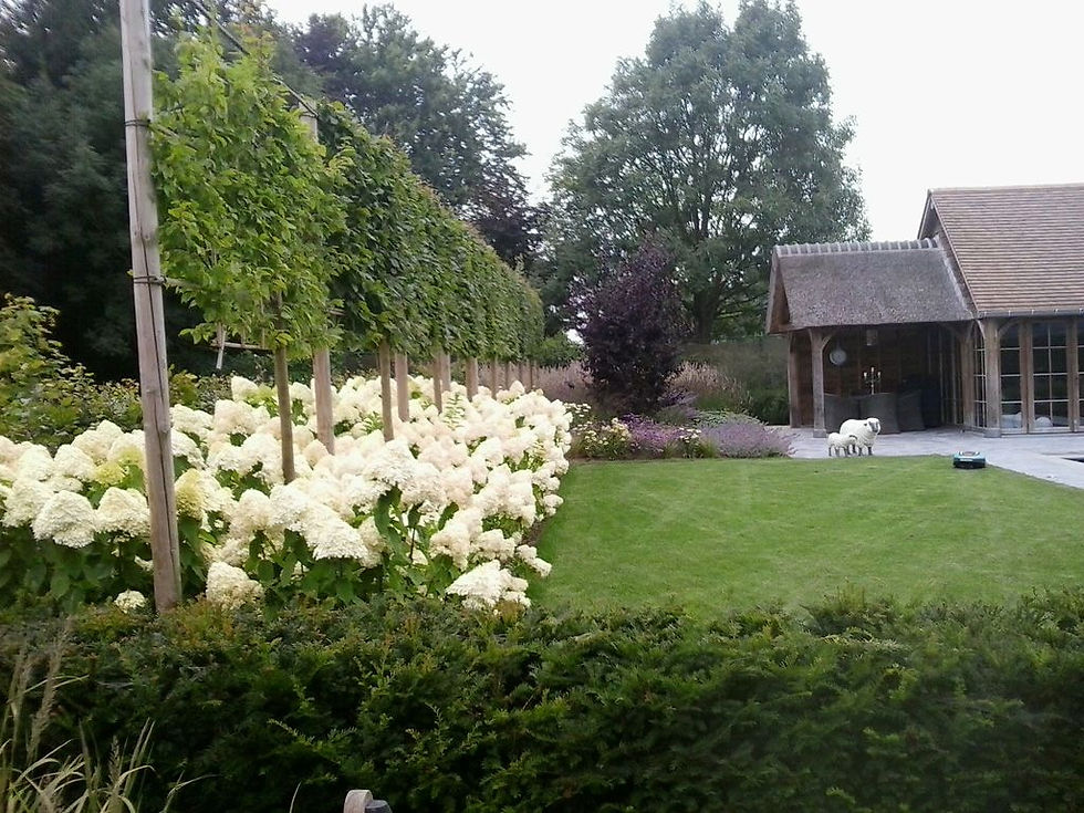 hydrangea Limelight en Carpinus leischerm