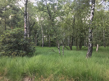 Verlinden Boombeheer