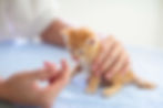iStock-1166282704.jpg