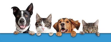 Veterinary practice Lieve De Rycke