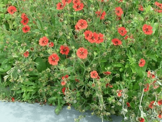 POTENTILLA 'GIBSON'S SCARLET'
