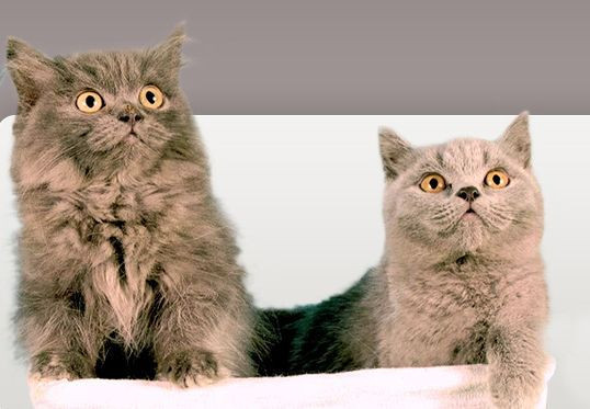 Aux Petits Compagnons