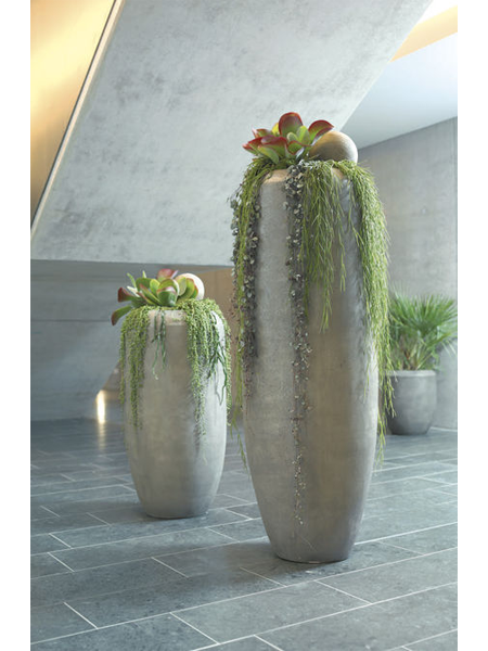 plantes décoratives