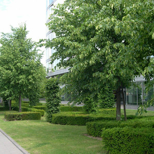 Réalisations aménagement Jardin Dilbeek - Entreprises Christian Devallée Régis Clinique saint jean