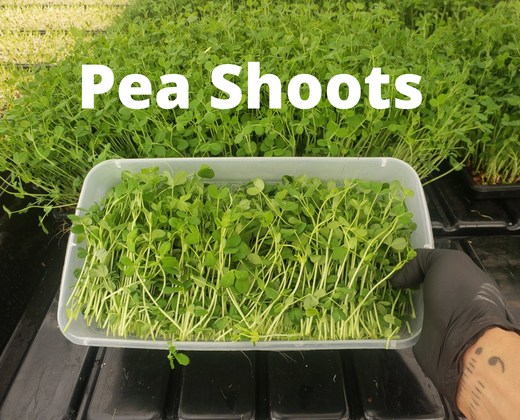 Thumbnail: Thrive and Grow Microgreens kit