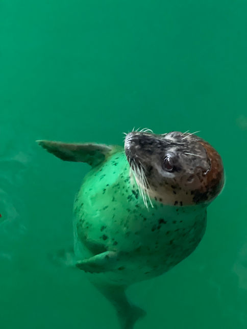 Pinniped Monitoring Program
