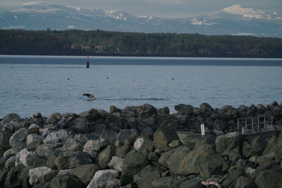 Pinniped Monitoring Program