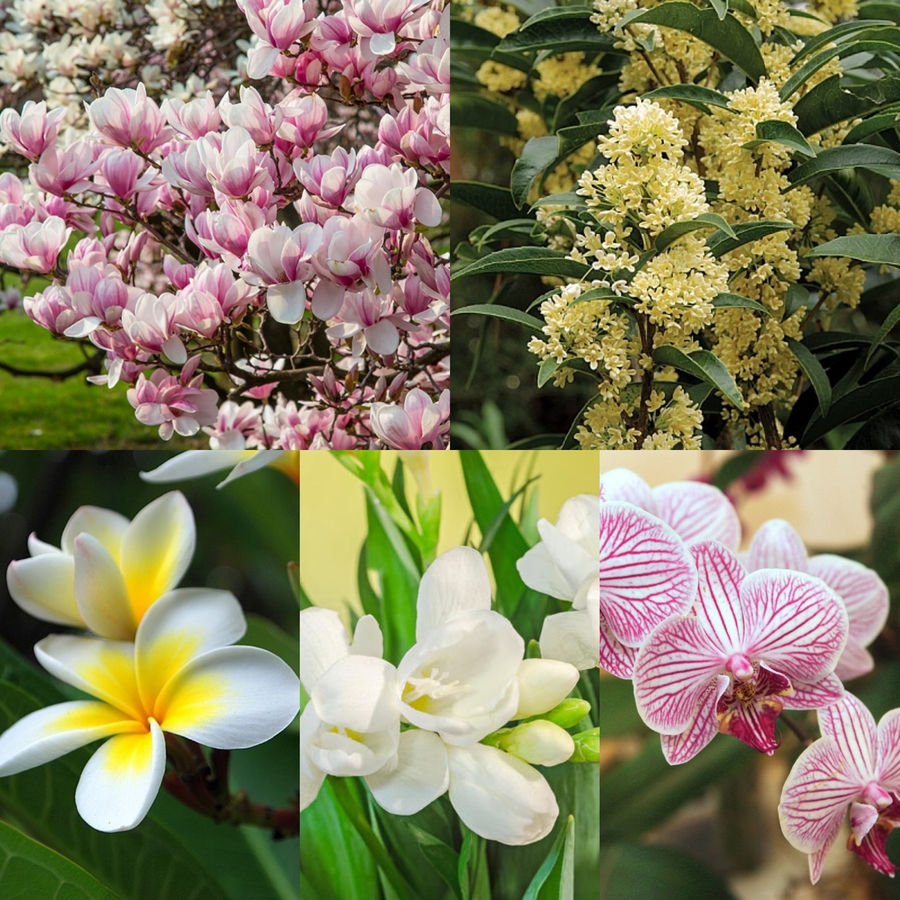 Theme Magnolia. Отзывы