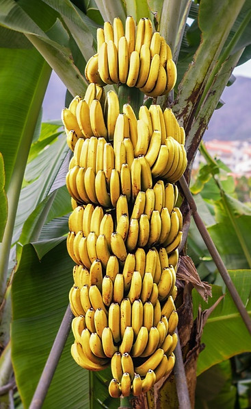 shutterstock_376905205_edited.jpg