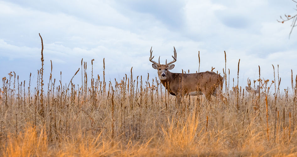 Whitetail_Bruiser8-1198507900_NewSky_CROPPED.jpg