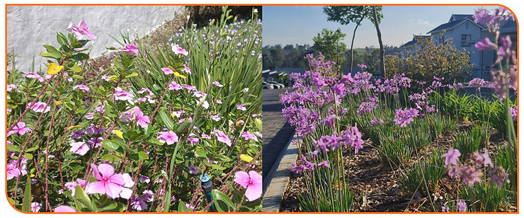 Eye-level view of a community garden blooming with colorful flowers