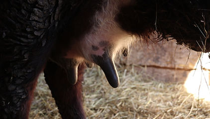 MVI_7612 - frame at 10m4s.jpg