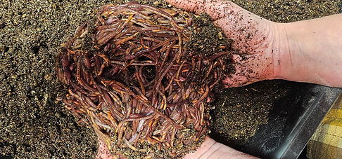 Composting red wiggler worms sold in bulk by queen worm farm located in northern alberta canada