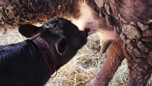 MVI_7612 - frame at 13m0s.jpg