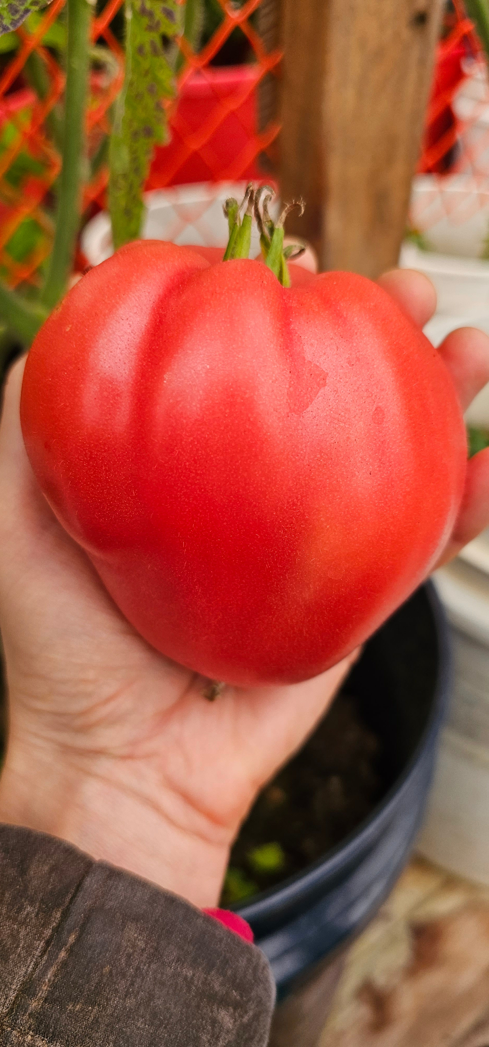 Hungarian Heart Tomato (excellent sauce tomato)