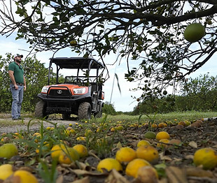 citrus decline pic_edited.jpg