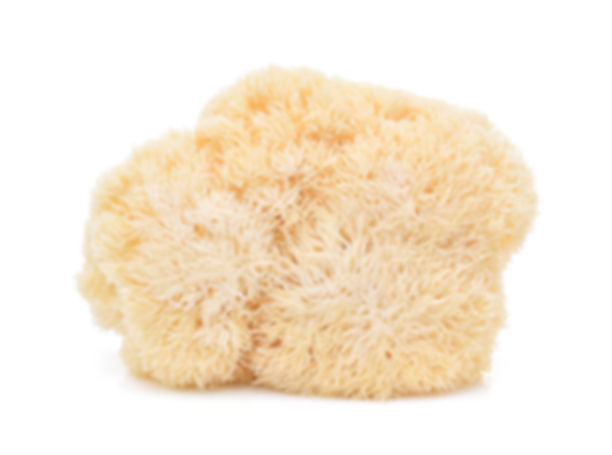 Lion's Mane