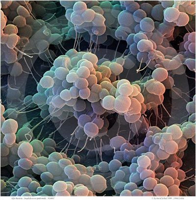 Staphylococcus