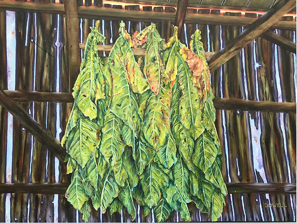 Air Curing Tobacco