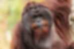 Male Bornean Orangutan - Big Cheeks by Eric Kilby