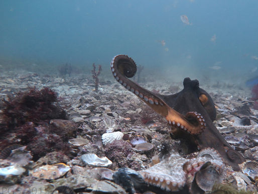 Octopolis & Octlantis - Rise of the Cephalopods