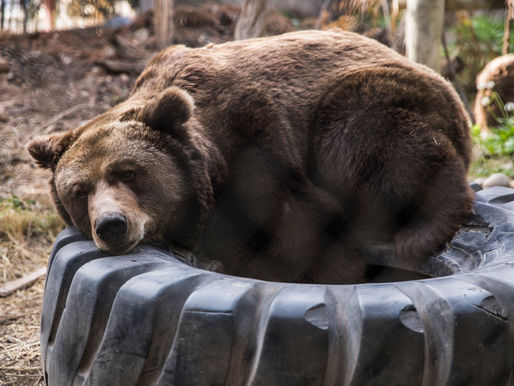 Night of the Grizzlies – Friend-Shaped Fiends