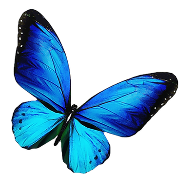 210-2101248_butterfly-mariposa-blue-pink