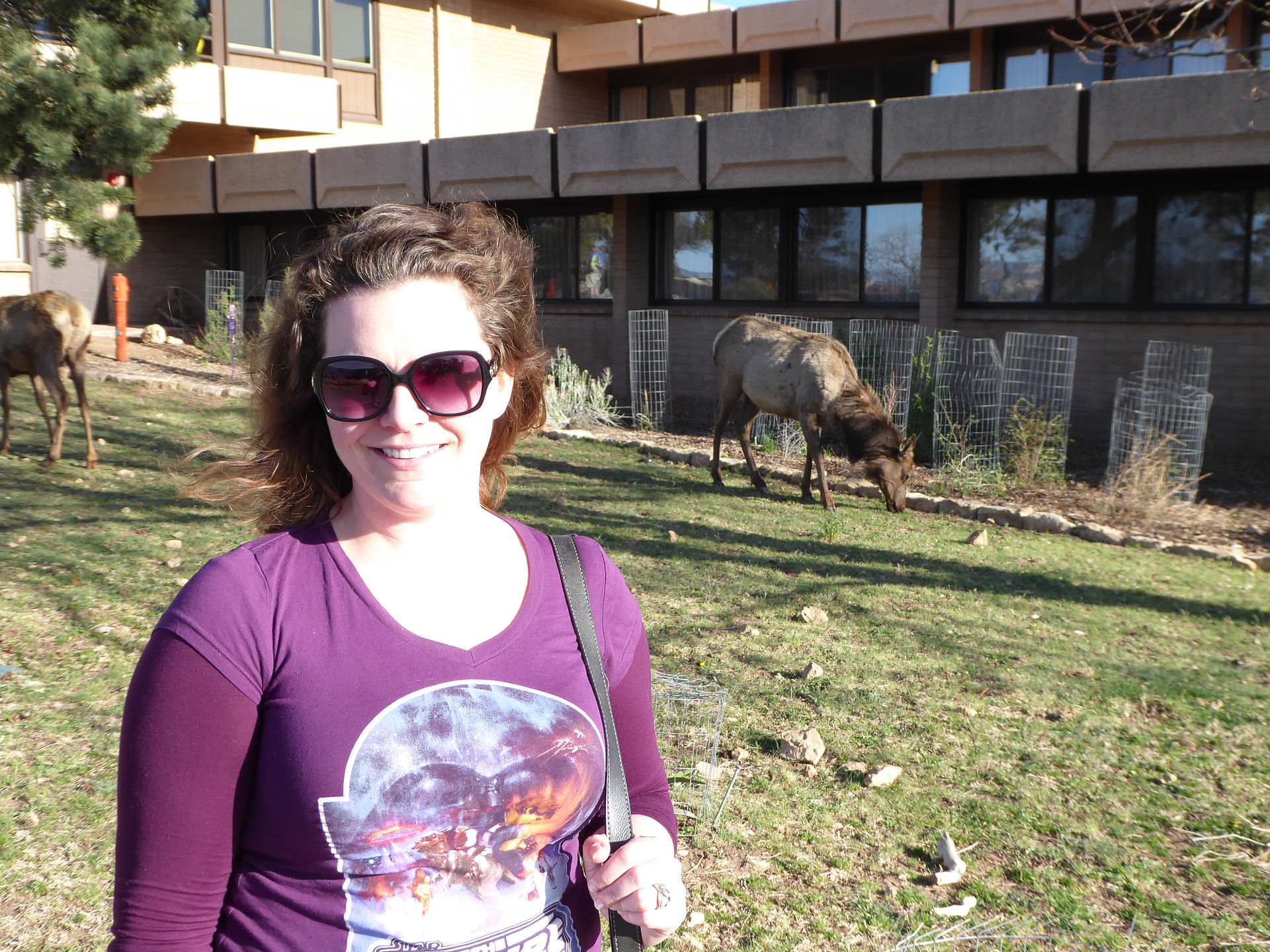 Free range elk!