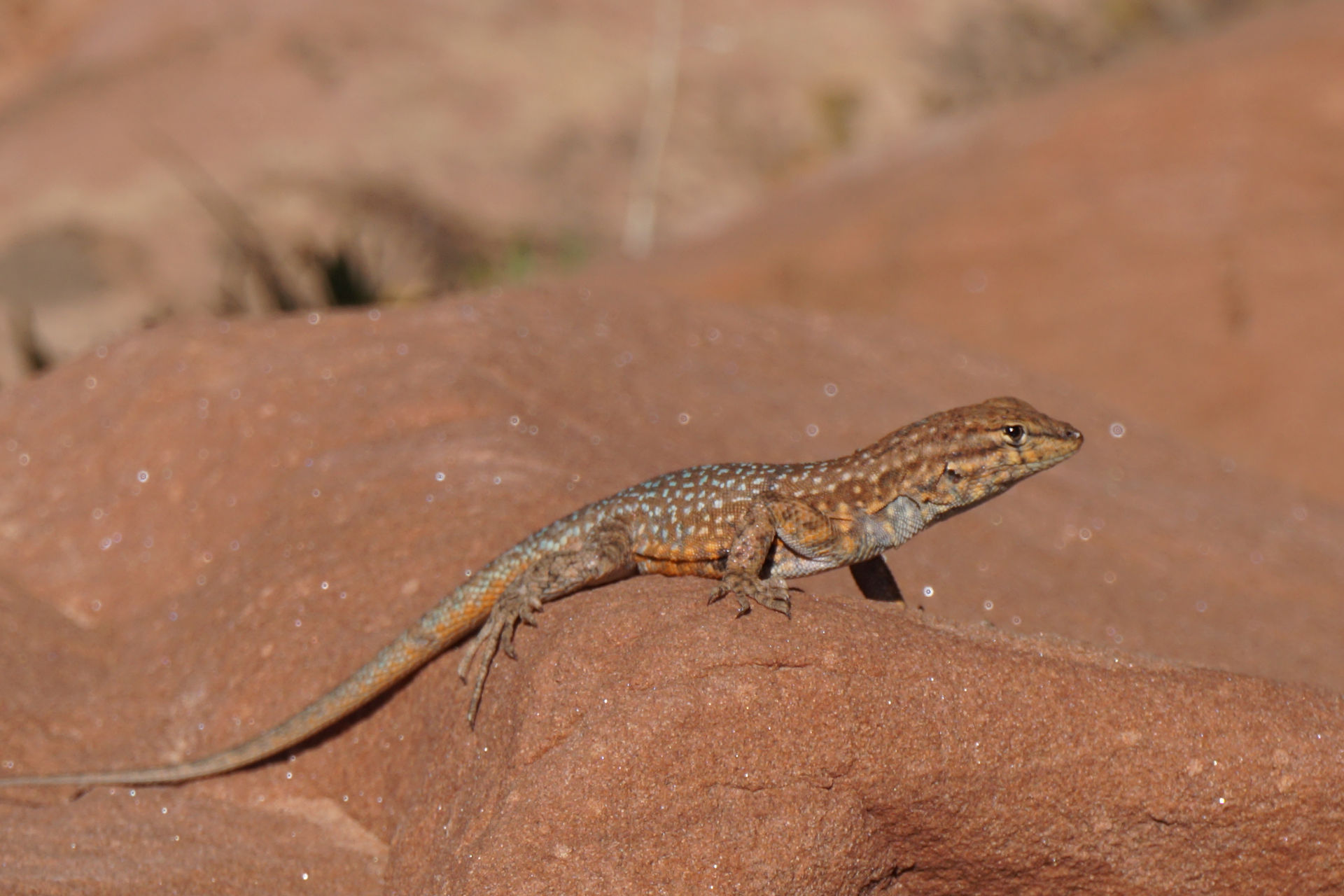 Little lizards