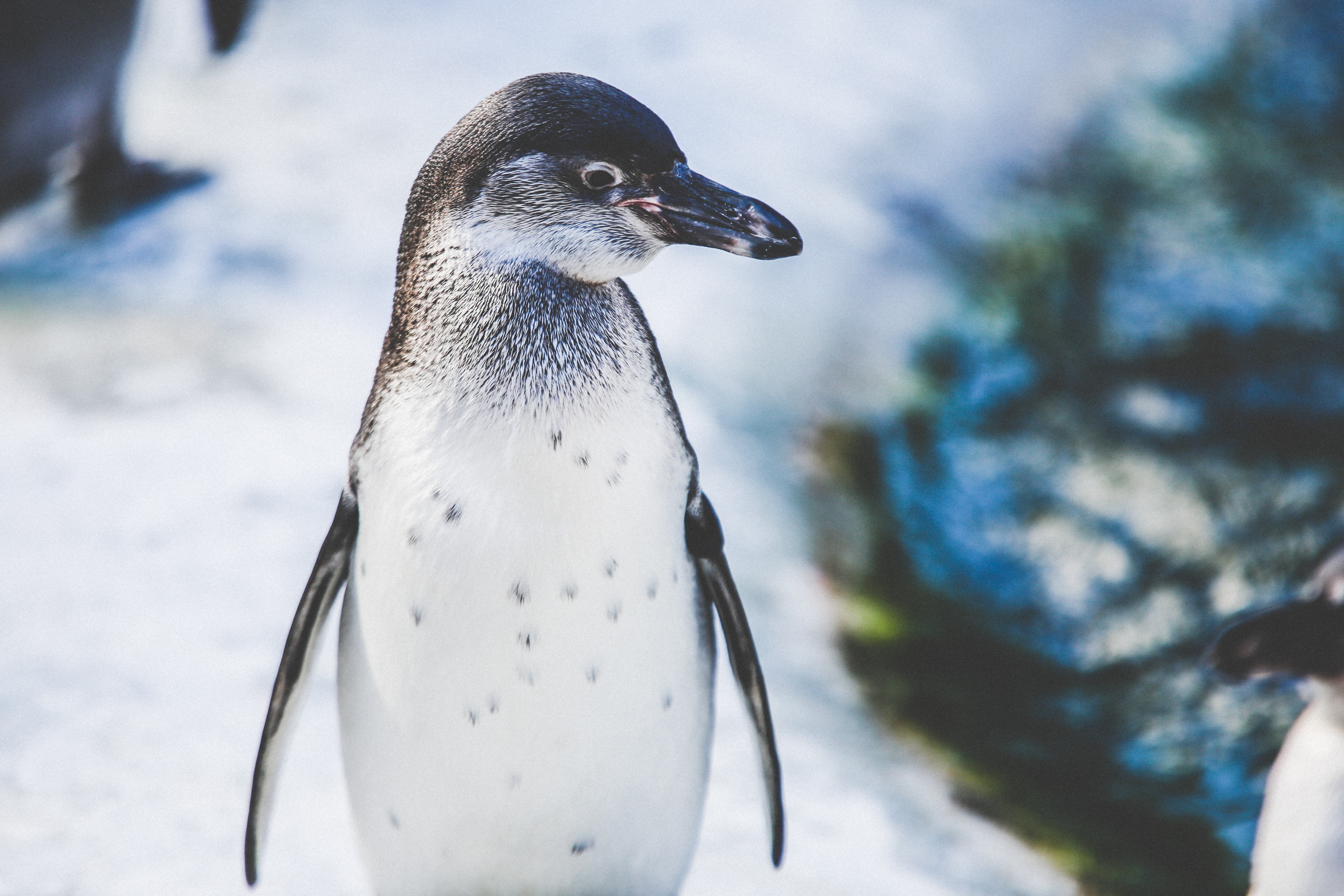 Penguin in Snow