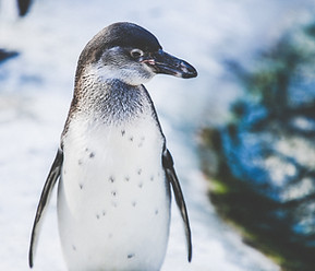 Pinguin im Schnee