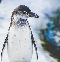 雪の中のペンギン