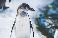 Penguin in Snow