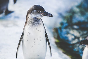 Penguin in Snow
