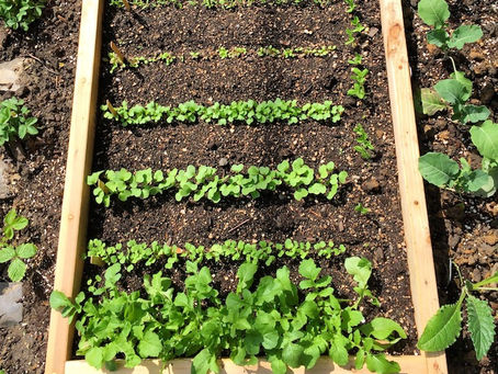 Succession Planting To Maximize Your Harvest