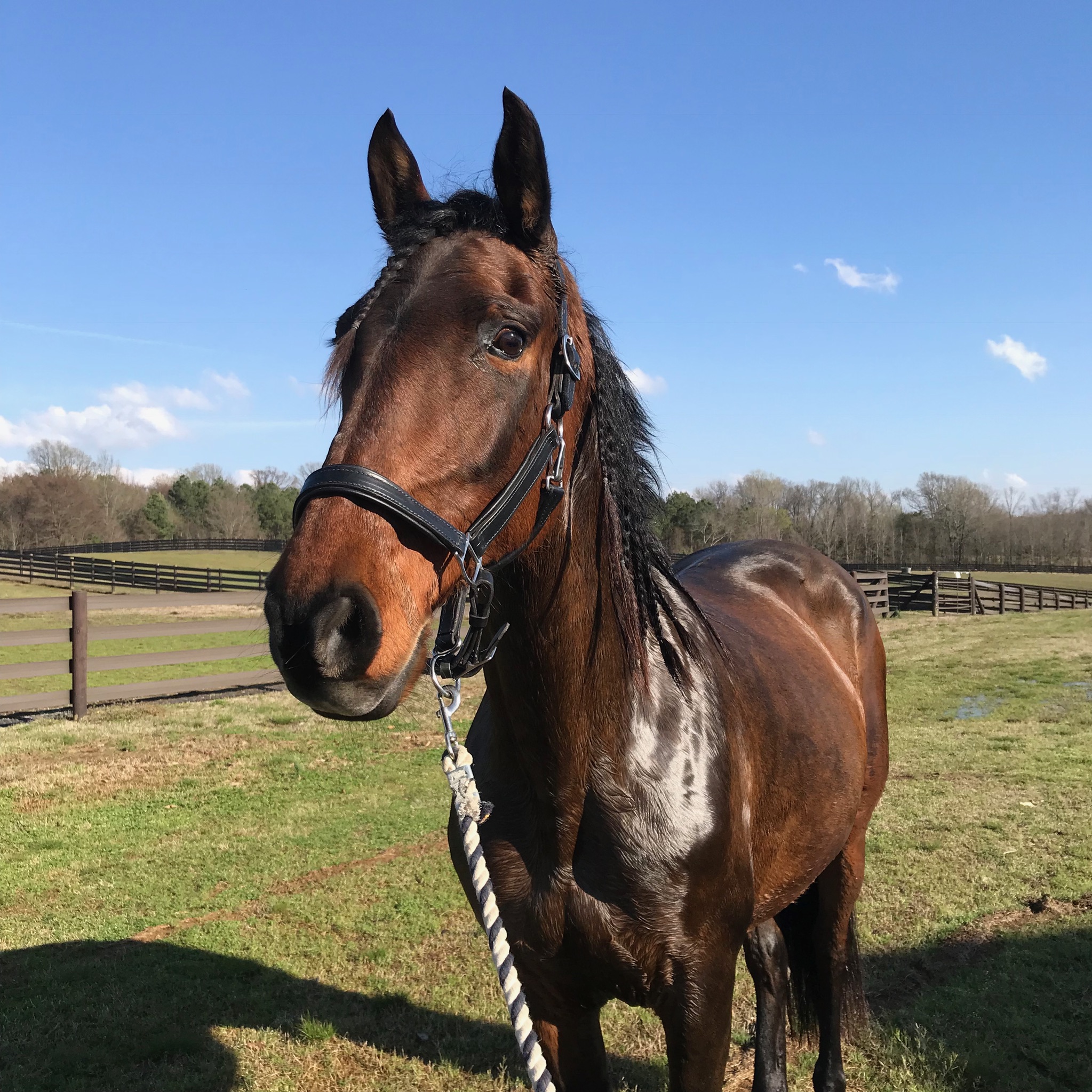 Jazmina (2nd 64.405) sold 12/2019