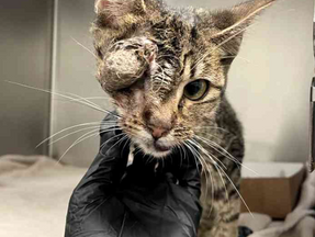 Help Wednesday Addams! 💙